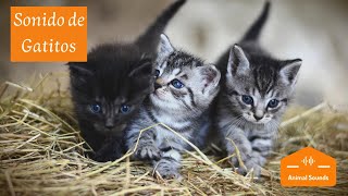 Sonidos de Gatitos Bebés Recién Nacidos Maullando 😸 Tiernos Llorando Llamando a su Mama 😸 [upl. by Bullis]