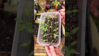 Soil blocking is fun gardeningforbeginners soilblocking Sustainability gardening [upl. by Massab346]