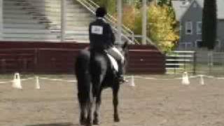 Cherry Creek Fonzie Merit  Canadian Horse stallion [upl. by Yajiv]