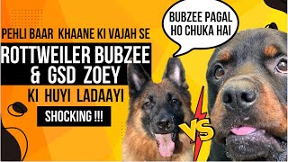 Rottweiler Bubzee Ki Aaj 1st Time German Shepherd Zoey Se Khaane Ki Vajah Se Ladaayi Huyi [upl. by Llevra]