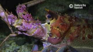 California Spiny Lobster  The Critter Corner [upl. by Arlyn]