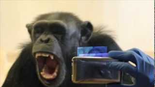 Matthew Campbell and Frans de Waal Chimpanzee Empathy Study [upl. by Aral]