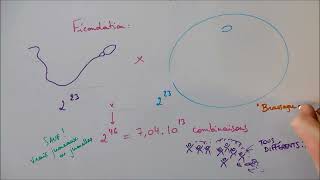 Méiose et fécondation  sources de diversité génétique [upl. by Inverson404]