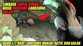 LANGKA❗LIMBATA JUMBO Hasil MANCING Langsung AKTIF amp GALAK [upl. by Ainattirb299]