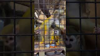 Squirrel Monkey kannur pet station🥰🥰 [upl. by Oilenroc250]