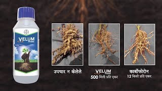 Nematodes Protection वेलम प्राईम Velum Prime नेमॅटोड्स विरुद्ध कसे काम करते Marathi  Bayer [upl. by Strawn]