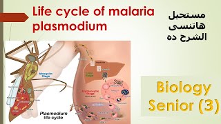 Malaria plasmodium life cycle 3rd secondary [upl. by Enilekcaj]