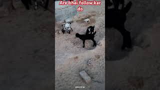 bakri ke bacche dekho kitne pyare lagte Hainfunny funny video [upl. by Tsepmet207]