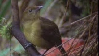 Animal Behaviour of the Australian bowerbird  David Attenborough  BBC wildlife [upl. by Aisercal]