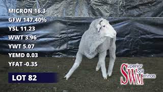 Superior Wool Merinos 2024 Ram Sale Lot 82 Tag 230200 [upl. by Atener246]