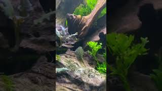 Best algae eaters for planted tank  Hillstream loach  Cory catfish  Kuhli loach  Cherry shrimp [upl. by Ardua]