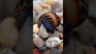 Nerite Snail  the friendly algaeeating machine freshwatersnails neritesnail aquascapes [upl. by Htezil]