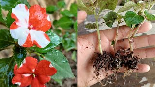 How to grow impatiens from cuttings  How to grow impatiens  Impatiens plant care [upl. by Hayyikaz212]