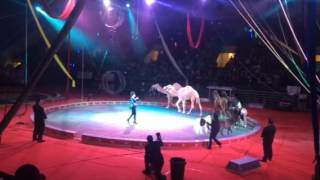 Shriners Circus Roanoke [upl. by Anadroj169]