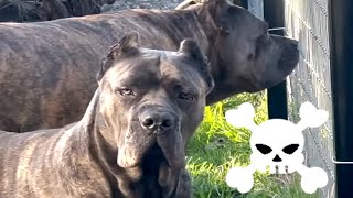 Cane Corso Best Guard Dog for Family Protection [upl. by Tomkiel]