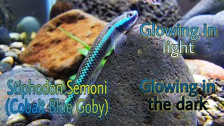 Stiphodon Semoni Blue Neon Goby Profile  Glowing algae eater [upl. by Edwine]