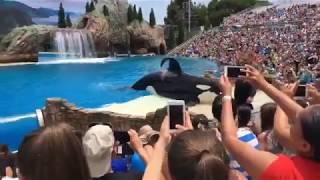 James Cromwell arrested again for a protest at SeaWorld [upl. by Darci162]