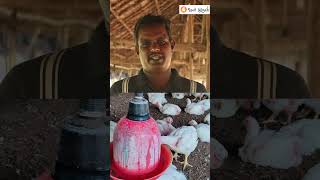 Broiler Chicken Farming Business Complete Guide BroilerFarming BroilerChicken ChickenFarming [upl. by Pascha]