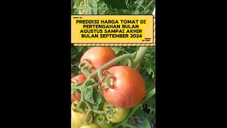 Prediksi harga tomat dari mulai pertengahan bulan Agustus sampai akhir bulan September 2024 [upl. by Aynwat681]