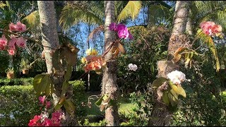 Phalaenopis Orchids Dendrobium Orchids How to Mount on Trees 2020 Edition [upl. by Dylane196]