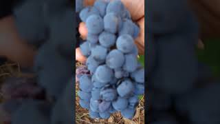 Tempranillo uvas [upl. by Older]