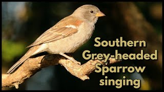 SOUTHERN GREYHEADED SPARROW singing in the dawn chorus [upl. by Cobby]