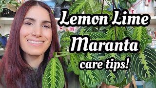 Lemon Lime Maranta Care Tips 🪴 how to keep them happy amp growing PLANTMAS Day 19 ☃️🎄 [upl. by Yarak]