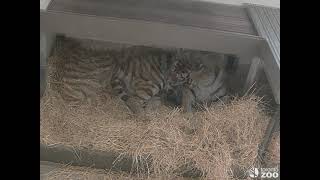 Amur Tiger Cubs Born at Toronto Zoo [upl. by Sullivan]