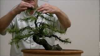 Demo op een Yamadori Larix decidua 1 [upl. by Emrich]