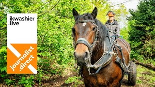 Ecologisch bosbeheer met trekpaarden demonstratie voor Bosgroep Houtland in bossen ‘t Slot van Male [upl. by Neelya315]