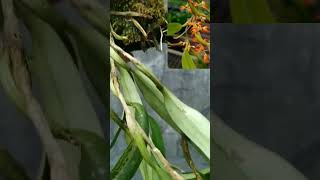 anggrekspesies bulbophyllum angustifolium35rbTulungagung085736477555 [upl. by Magan]