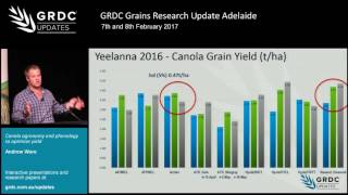 Grains Research Update 2017  Adelaide  Canola phenology sowing to maximise yield  A Ware [upl. by Ahcsrop479]