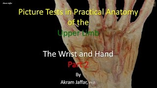 Picture Test in upper limb Anatomy Wrist and Hand 2 [upl. by Sanoy293]