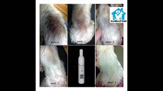 Dermatitis atópica y su solución shampoo medicado para perros LP [upl. by Aihtela]