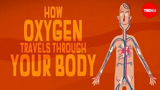 Oxygen’s surprisingly complex journey through your body  Enda Butler [upl. by Magdau]