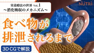 栄養療法の世界Vol1 消化吸収のメカニズム〈3D CG解説〉－食べ物が排泄されるまで－ [upl. by Oiretule573]