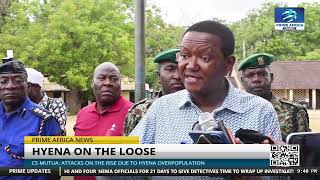 CS Mutua Attacks on the rise due to hyena overpopulation  primeafricanews [upl. by Stepha18]