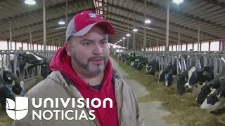 Inmigrante pasa de ordeñar vacas a tener su propia planta lechera en Wisconsin [upl. by Isidora]