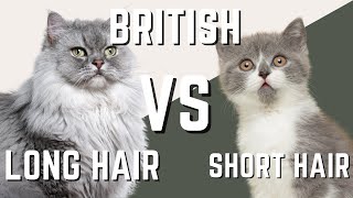 British LongHair Cat VS British Shorthair Cat  What are the differences [upl. by Idou30]