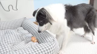 Border Collie Shocked by the Rescued Tiny Kitten Occupying Her Bed [upl. by Airamalegna125]