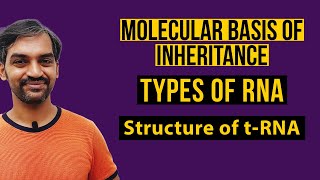 Types of RNA  Structure of tRNA  Molecular Basis of Inheritance [upl. by Weingartner]