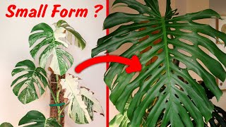 Im NEVER growing Monstera Deliciosa Variegata like this again [upl. by Yrrag]