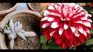 How to grow dahlia plant from bulb with result update [upl. by Calder]