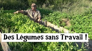 Récolter des Légumes sans effort  Potager très Facile [upl. by Werd]