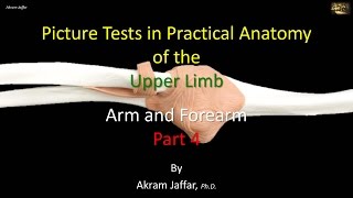 Picture tests in upper limb anatomy arm and forearm 4 [upl. by Obadias8]