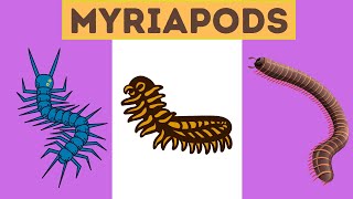 Myriapods Characteristics [upl. by Adnuhs]