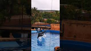 Dolphin Show UShaka Marine World [upl. by Gussie]