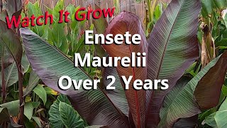 Ensete Maurelii the Red Abyssinian Banana Tree Growing Over 2 Years in a Tropical Garden [upl. by Borszcz]