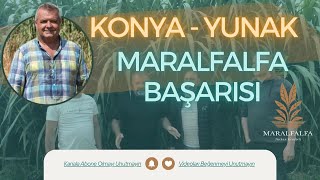 Konya  Yunak Maralfalfa Başarısı  Maralfalfa Turhan Kendirli [upl. by Amzu]