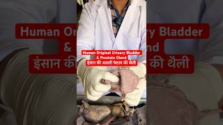 Human Original Urinary Bladder amp Prostate Gland  इंसान की असली पेशाब की थैली viral trending shot [upl. by Aniale]